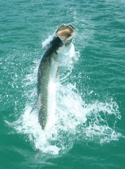 Silver King tarpon jumping during fishing charter Boca Grande Pass Florida